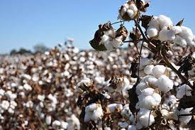 Read more about the article Introduction & Processing of Cotton fibre